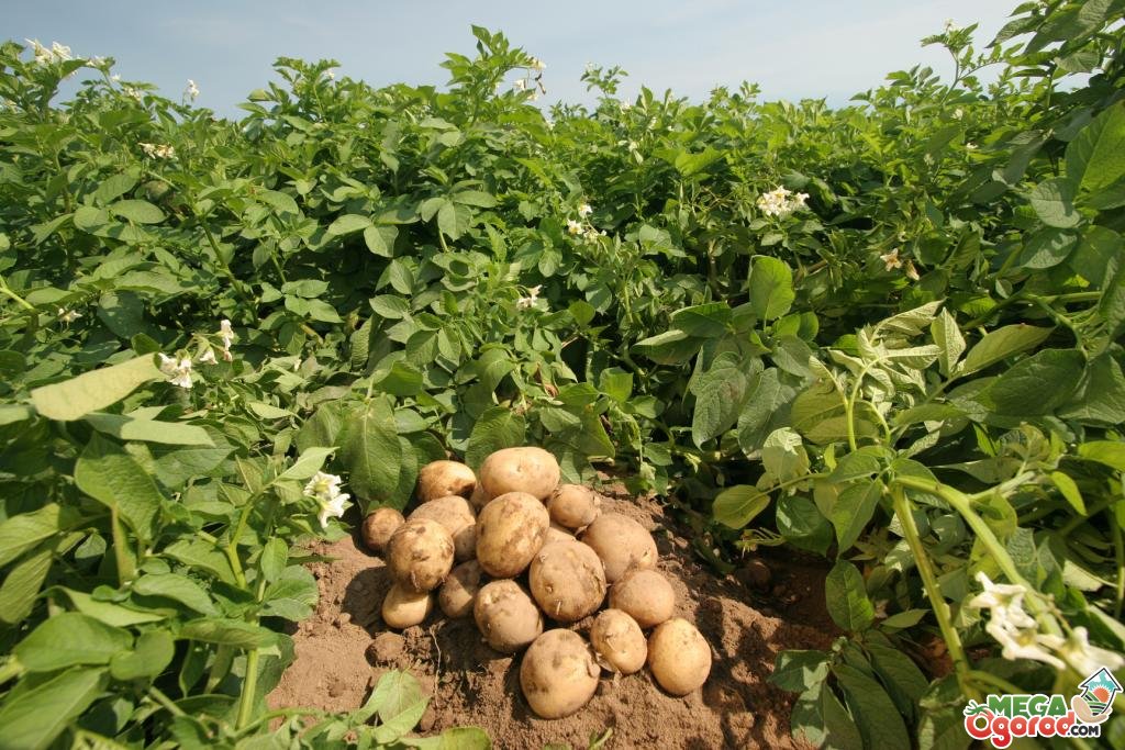 Какова урожайность картофеля с 1 га земли
